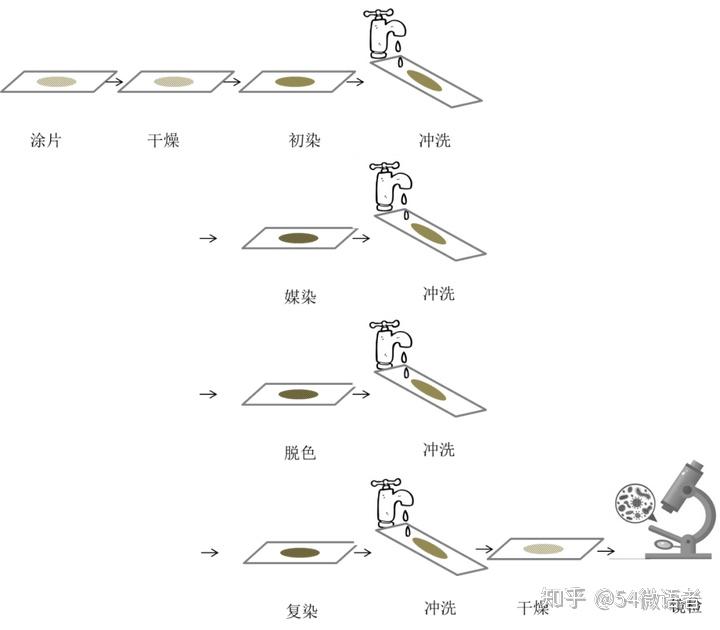 hoechst染色步骤图片