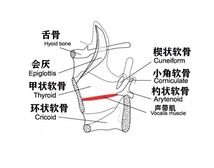 喉内肌图解图片