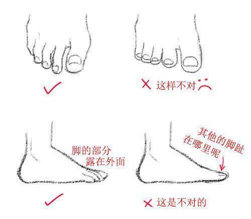顶视图,想象成楔形图,脚趾的大概图案.