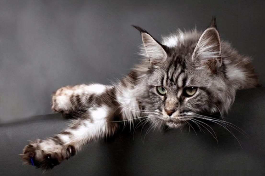 缅因猫:宠物界的花臂大佬,外表霸气内心软萌