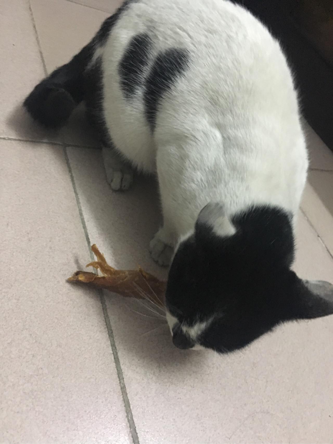 什么是动物奶牛 v2-7140b45932d781c904c9557c9bf3c2c7_r.jpg