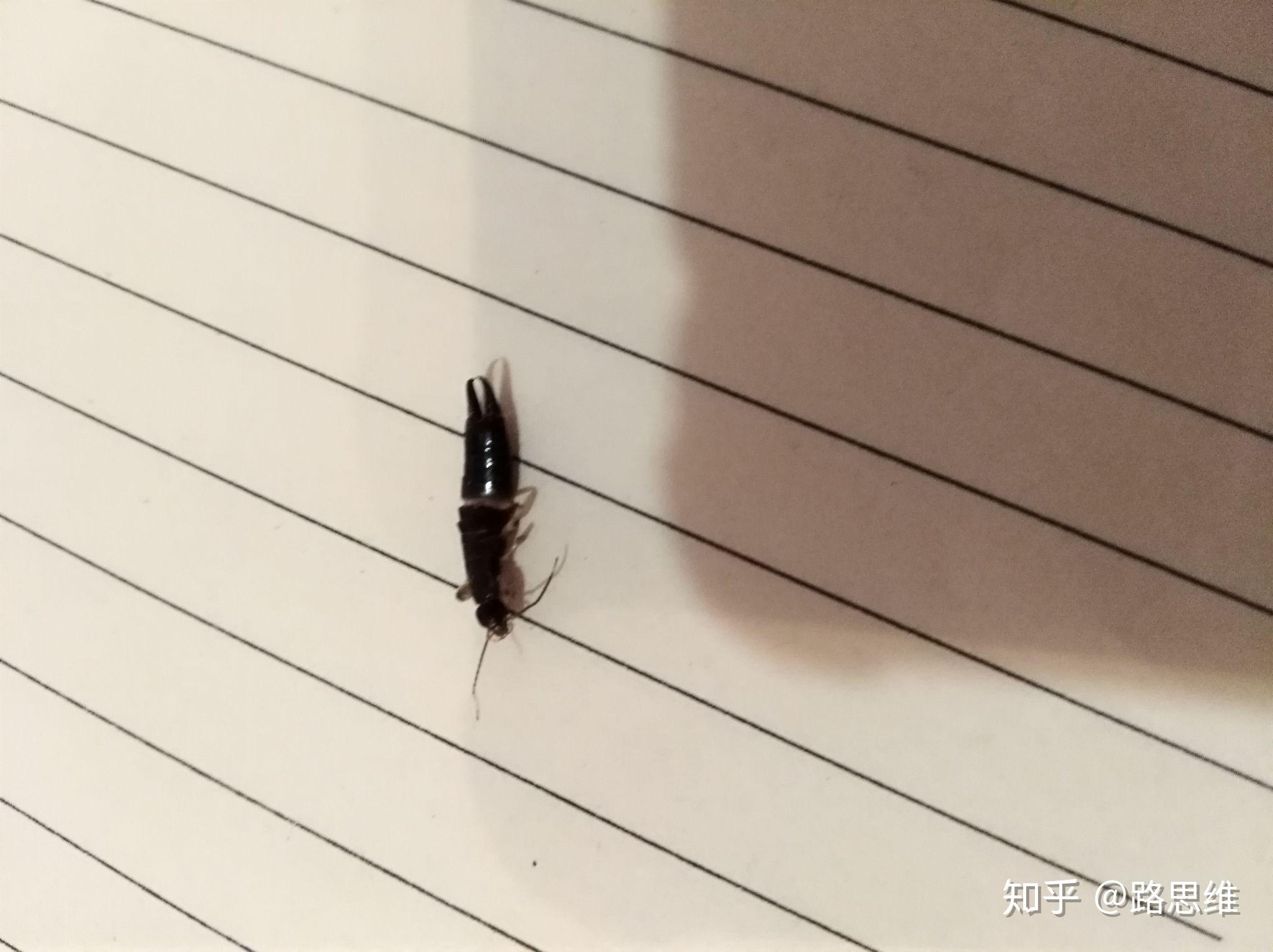 家里最近出现了很多芝麻粒大小棕褐色的小甲虫，谁知道这是什么虫子啊_百度知道