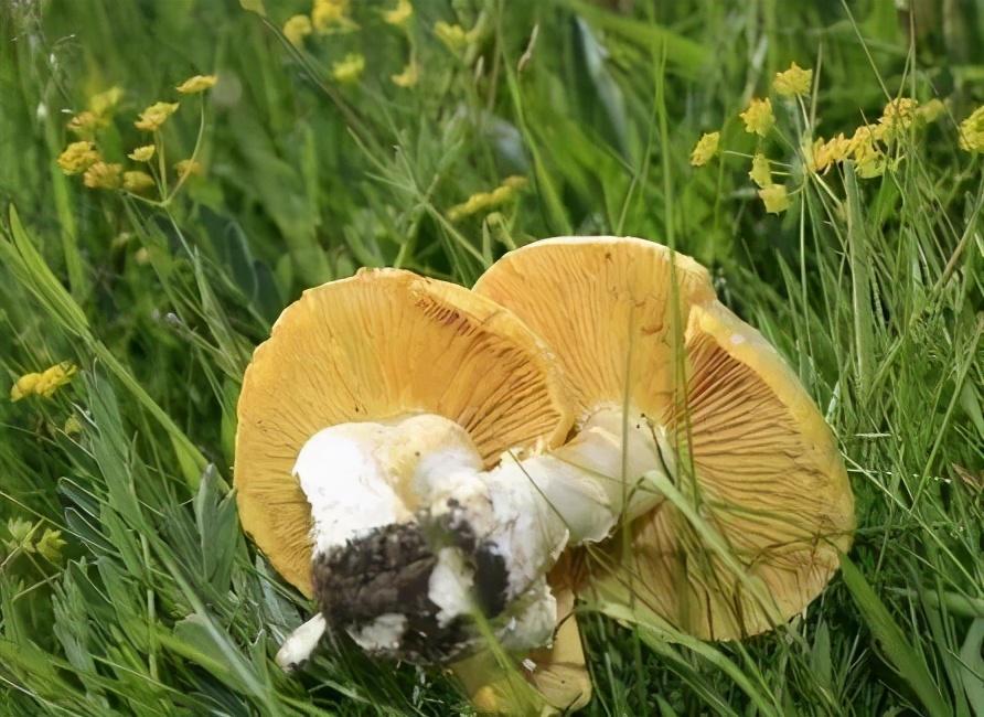 和祁连草原野生蘑菇遍地丛生.