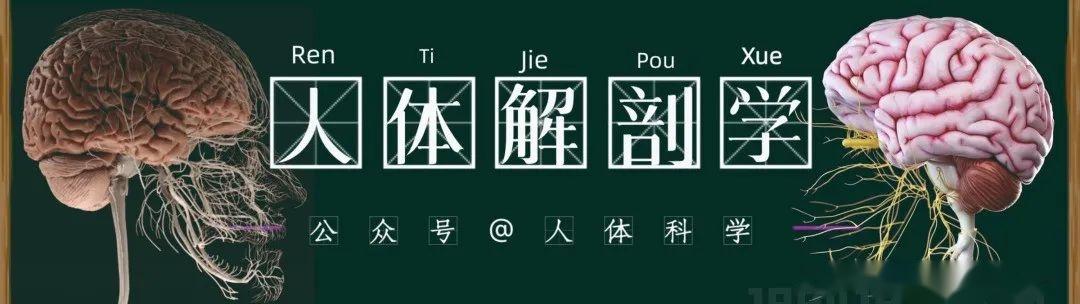 【运动解剖】人体运动方位、屈伸、轴面 的常用术语图示 - 知乎