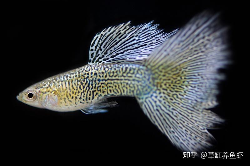 v2-7164eaed6f4317f156e1ddf0bb747167_r.jpg