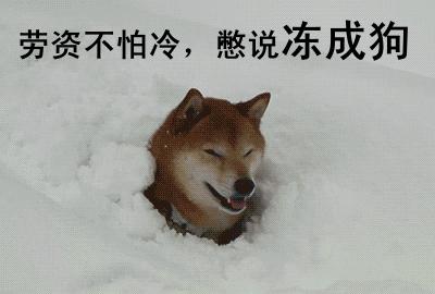 有人可能会觉得:"狗狗全身都毛茸茸的,毛发就是它的衣服,怎么会怕冷?