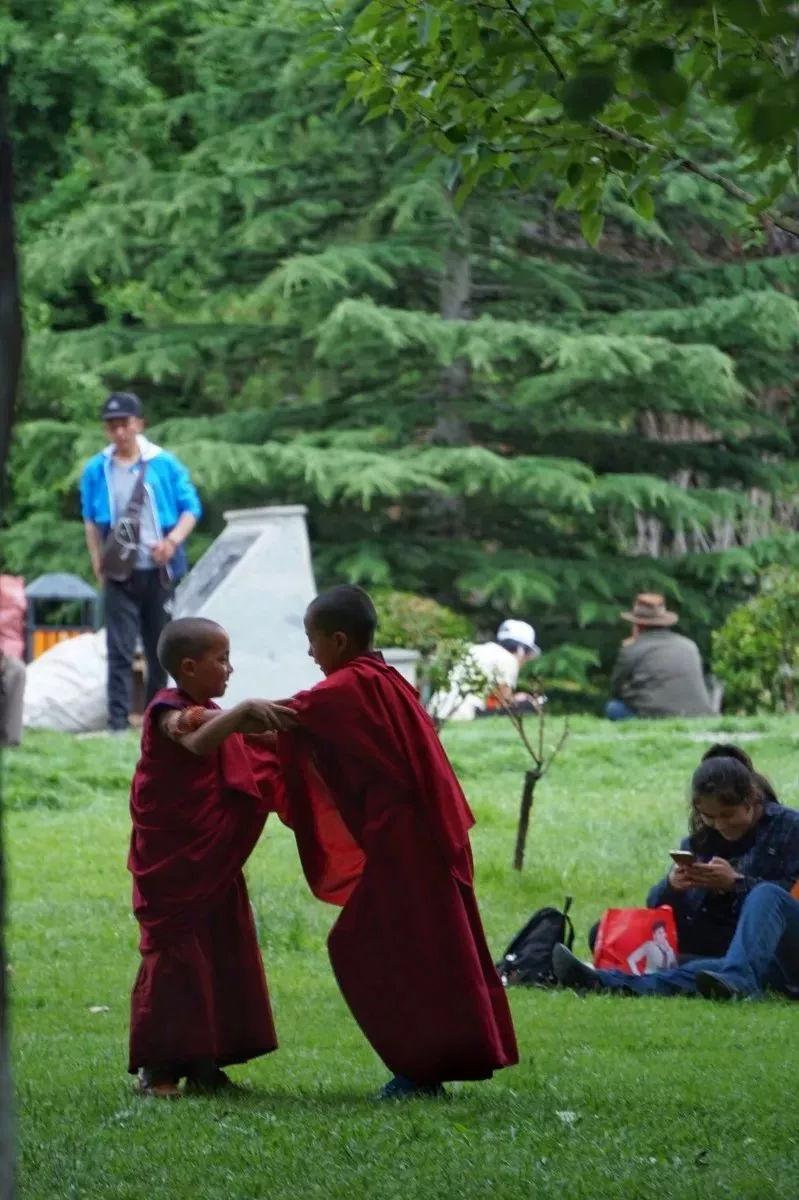 西藏雪顿节开幕错过这次狂欢还要再等一年