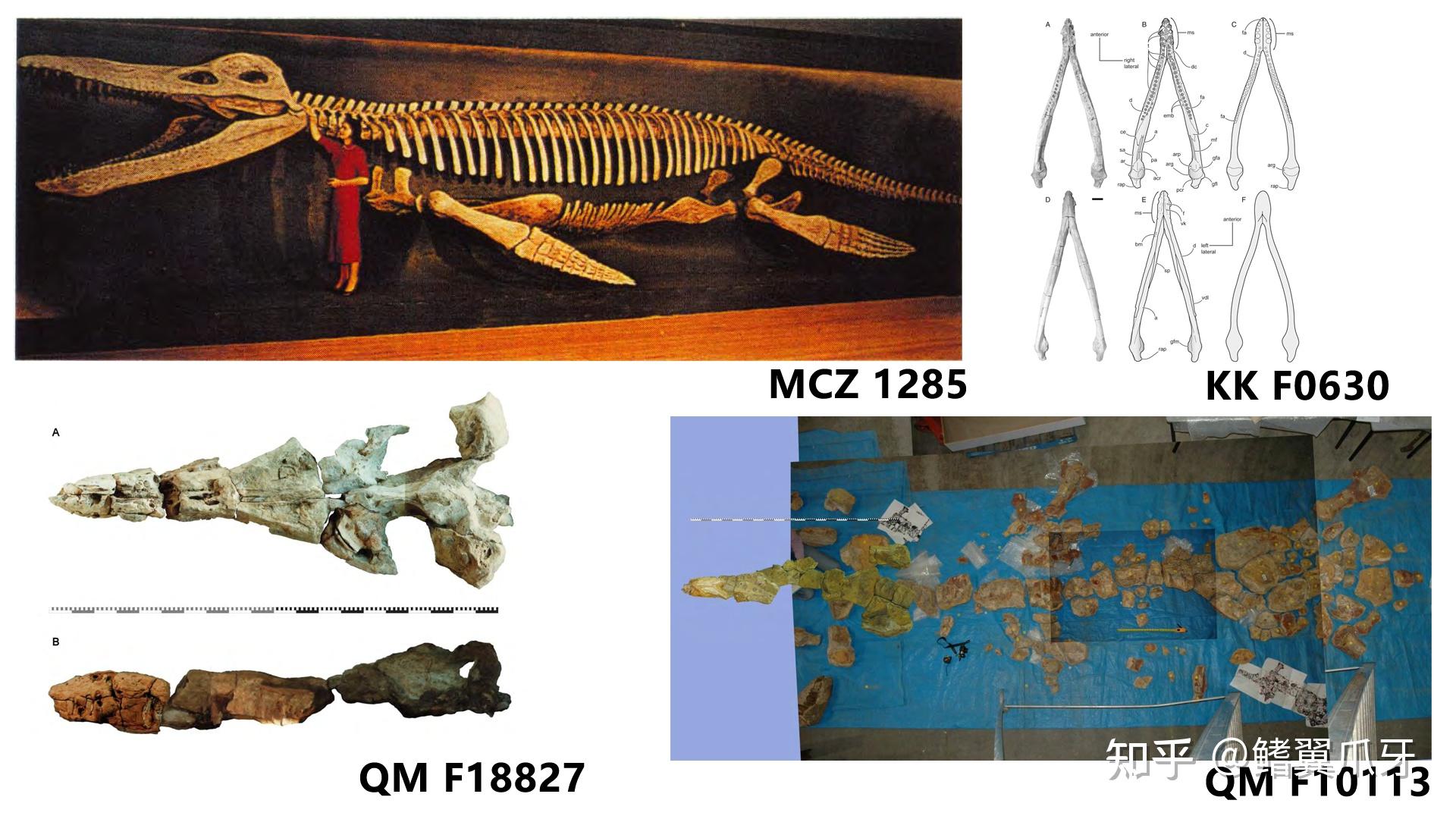 【鳍翼拾遗】你得带个头!| 简析克柔龙头骨重建