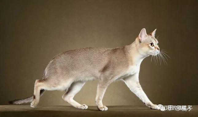 世界上体型最小的猫