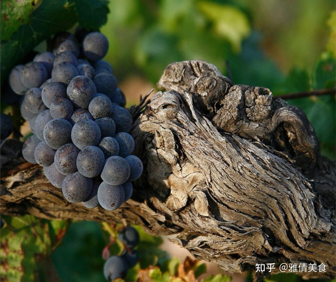 单宁是什么意思,柔化单宁是什么意思 单宁是什么意思,柔化单宁是什么意思