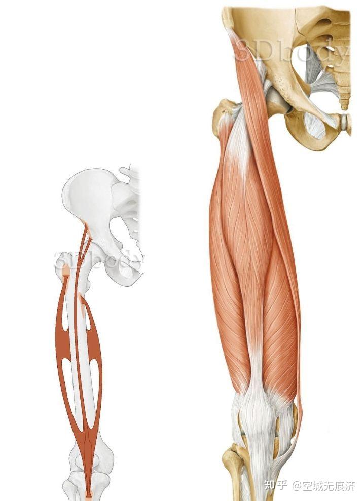 股直肌起止点图片