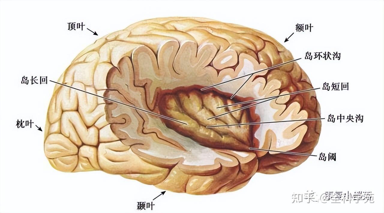 半球的内侧面,现今一般学者认为,边缘叶包括扣带回,海马旁回,海马结构