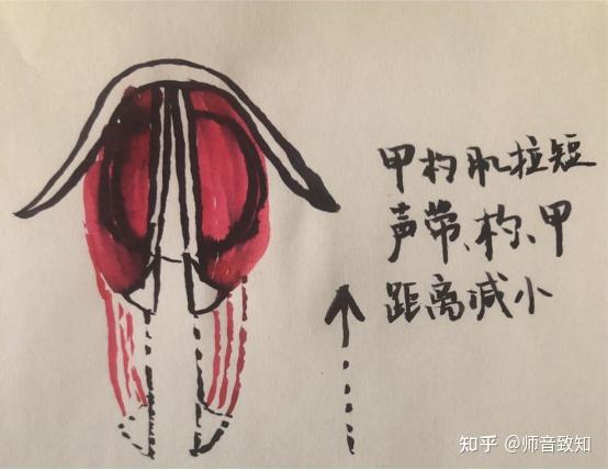 第六讲   喉器运动原理(关于甲杓肌,环甲肌的那些事)