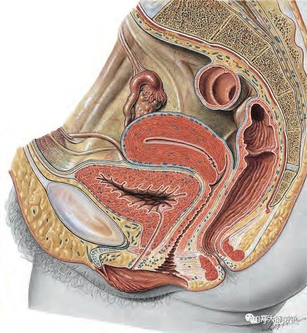 女性盆腔解剖 实物图片