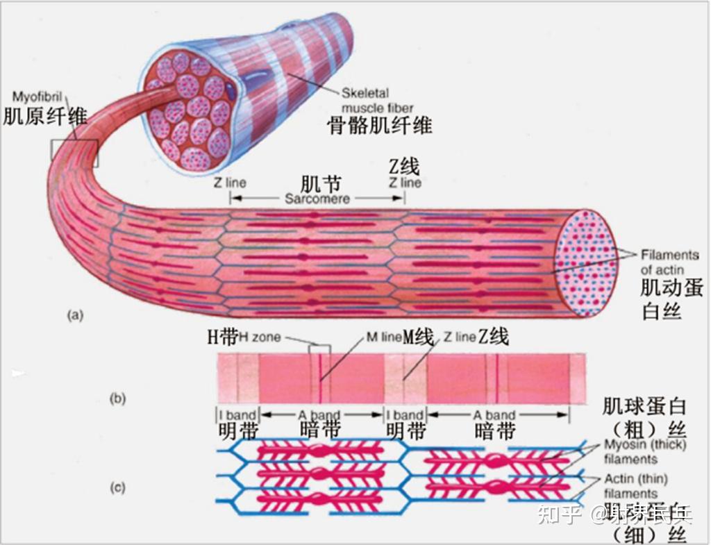 and myosin filaments图13 肌动蛋白和肌球蛋白丝的构建和收缩muslee