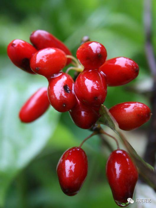 涨知识绿化带里常见的17种红色果实你认识几种下