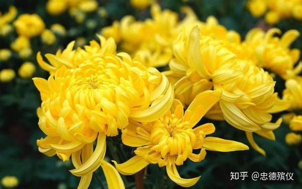 清明节扫墓习俗 知乎