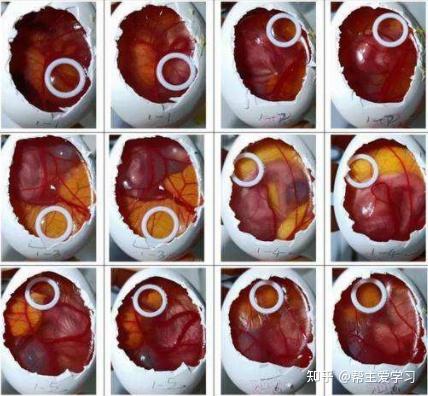 camva鸡胚绒毛尿囊膜血管试验