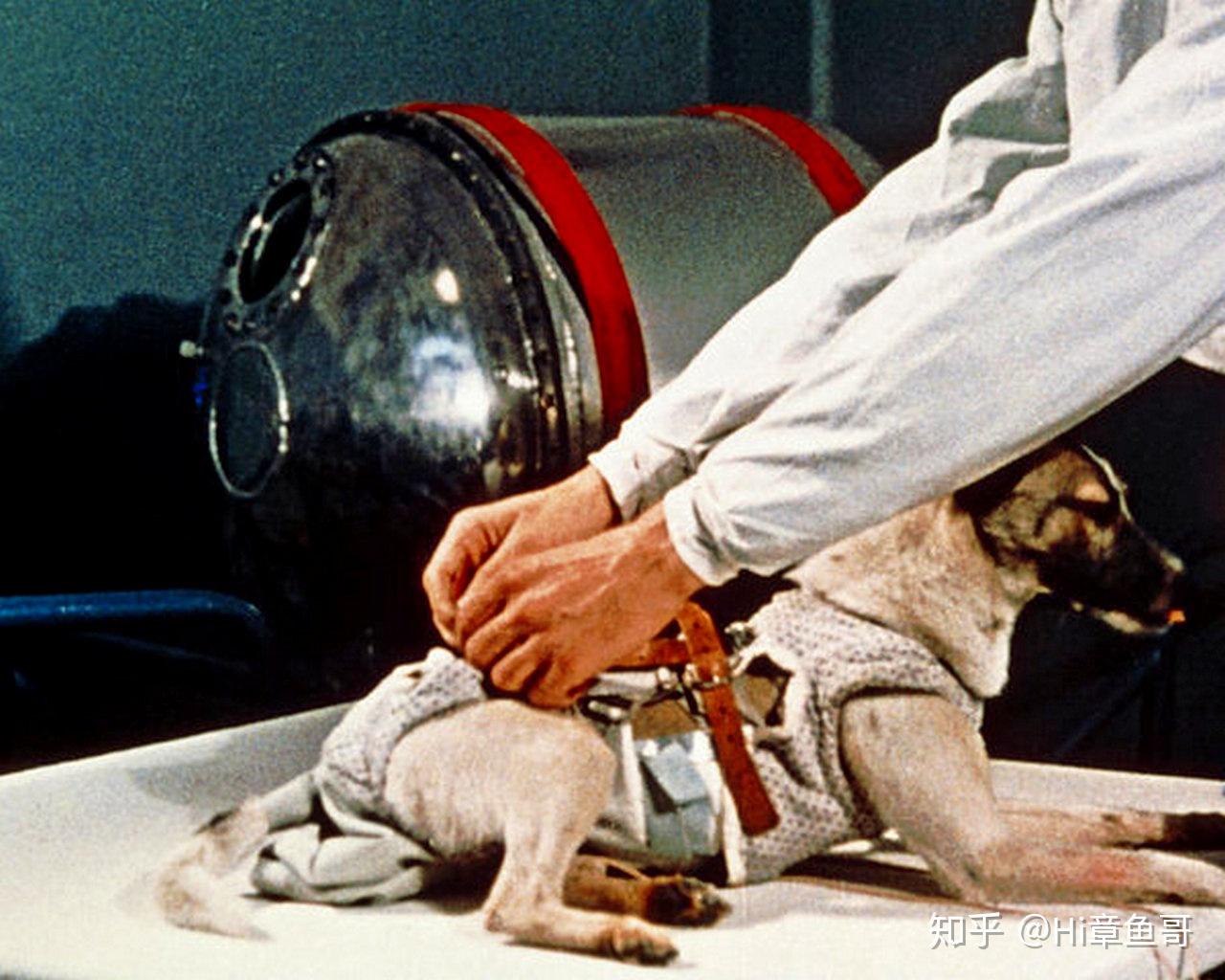 深度解析前苏联太空竞赛的牺牲品,人类第一只太空狗莱卡的悲惨命运