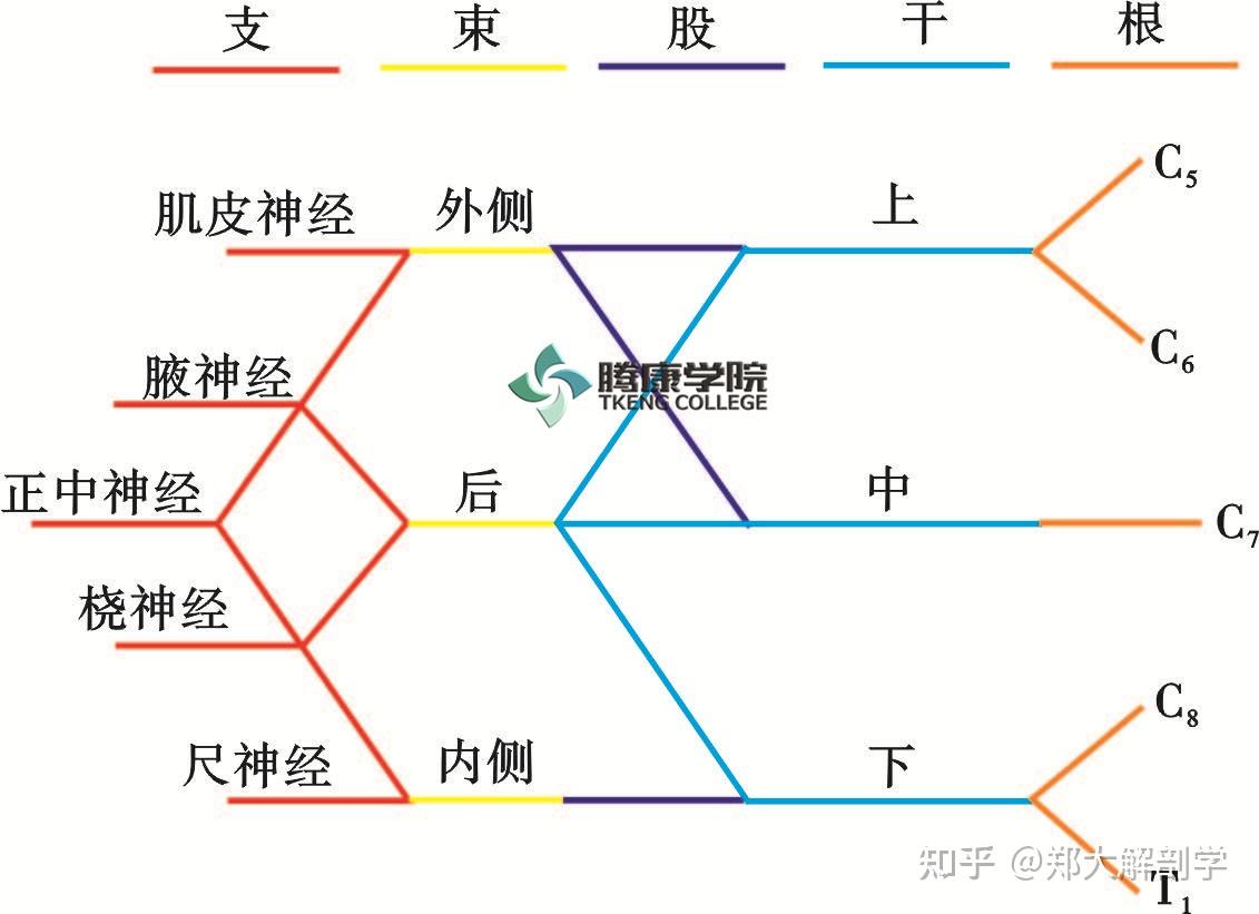 其中三个干的后股于腋动脉后方合为后束