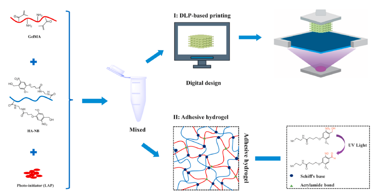 biomaterials:投影式光固化3d打印仿生皮肤