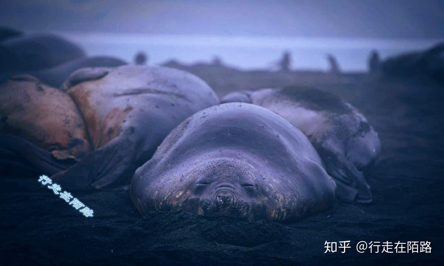 全球最大屠宰场：一共夺走17万头鲸鱼和百万只海豹的性命- 知乎
