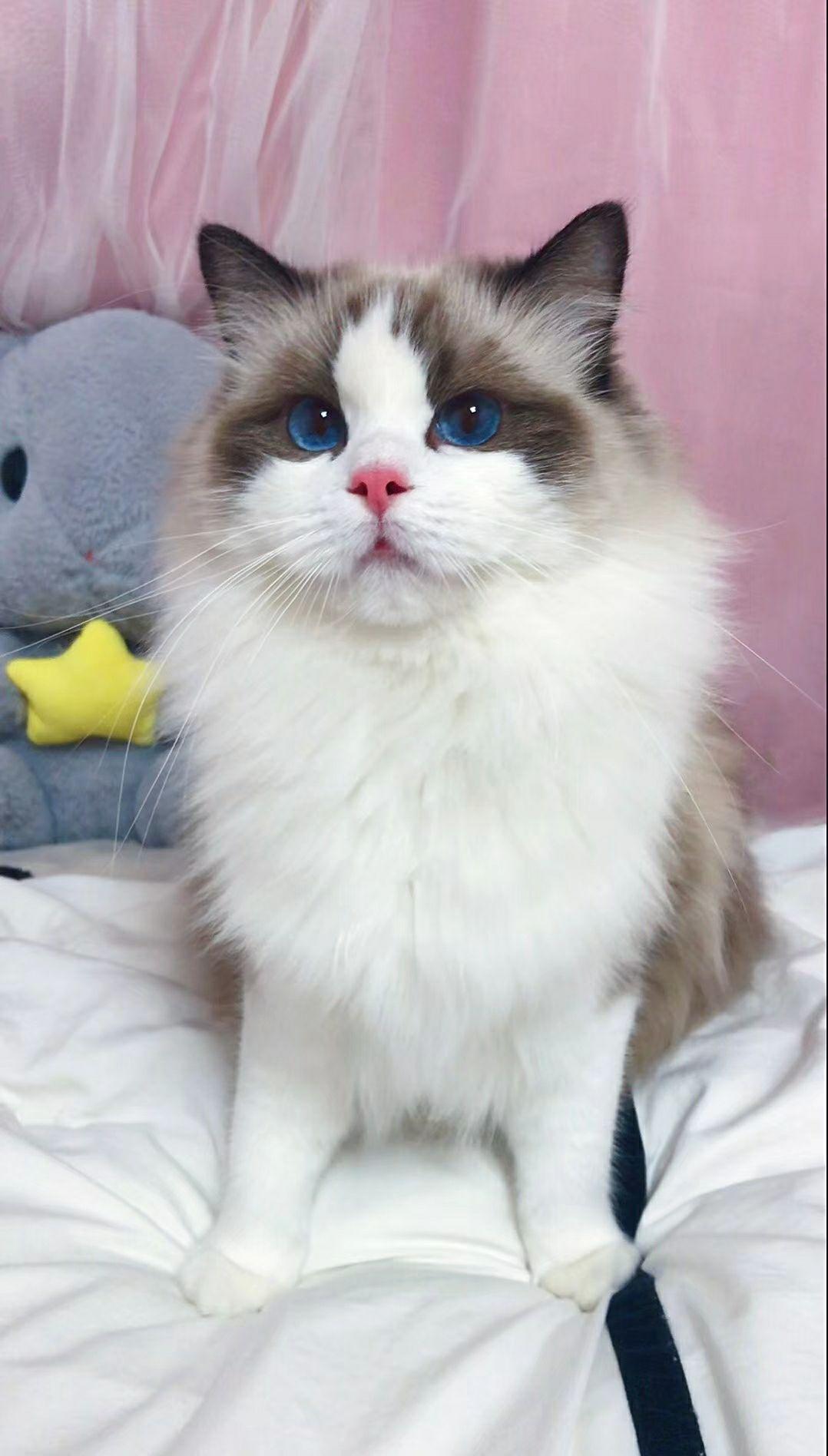 求问，这个布偶猫为什么是灰色的？ - 知乎