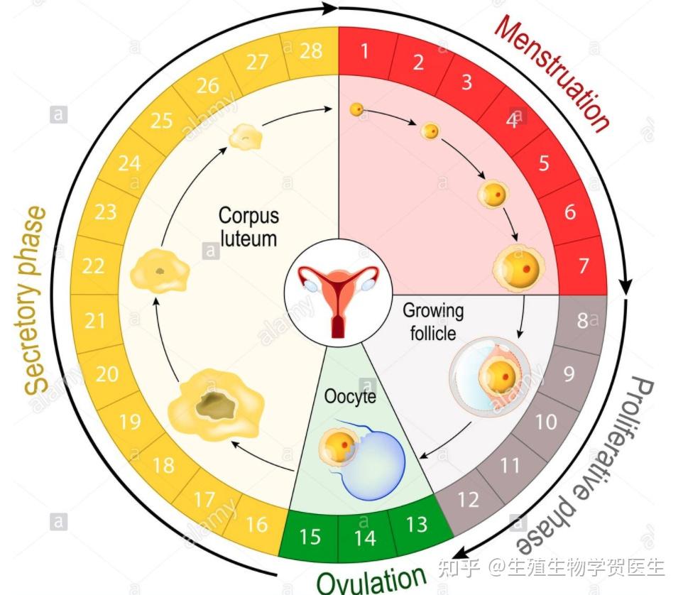 试管婴儿长方案的流程是什么？试管婴儿怎么用黄体酮？插图