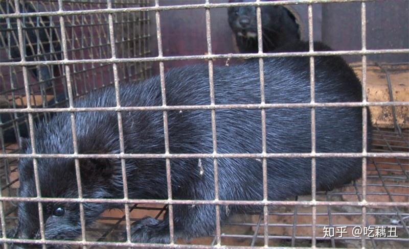 一,金州黑色标准水貂