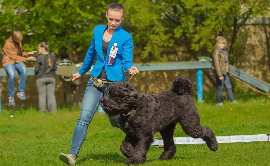 每日一宠:巨型雪纳瑞