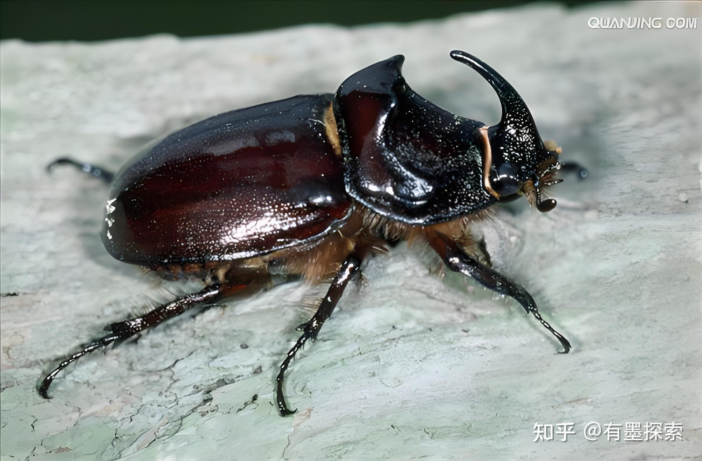 犀牛甲虫:昆虫界的牛魔王