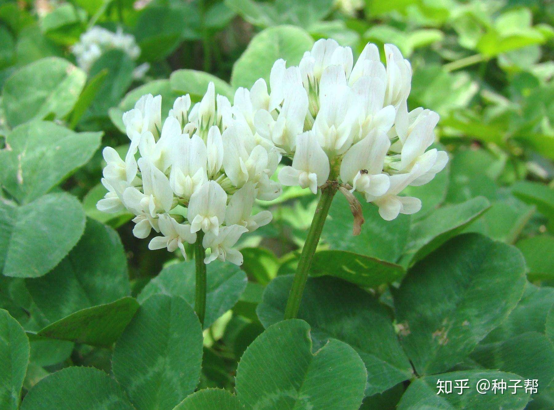 白三叶和红三叶如何选择?这几点帮你区分 - 知乎