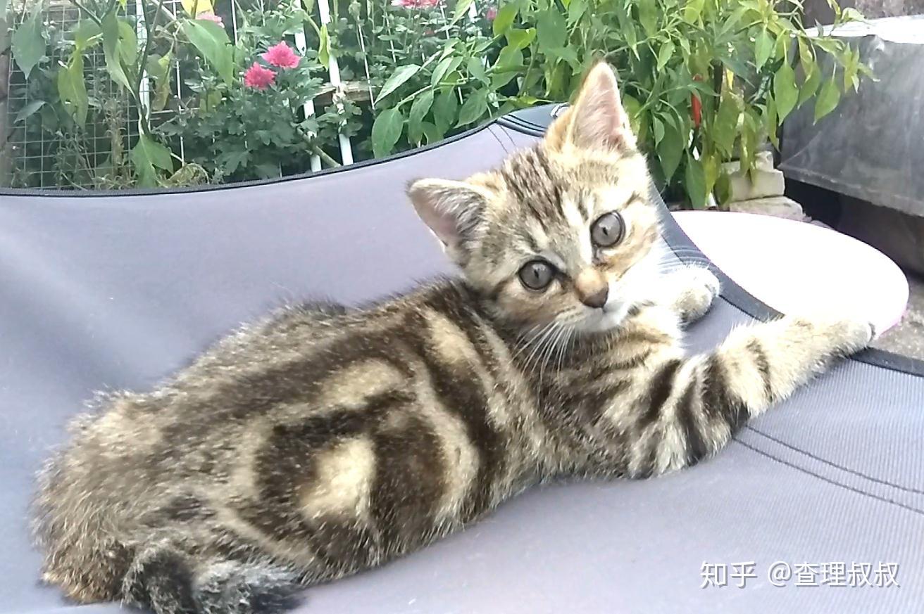 猫咪怎么养都不胖怎么办 v2-71def14e2f12bd974a4d3370d8f696b4_r.jpg