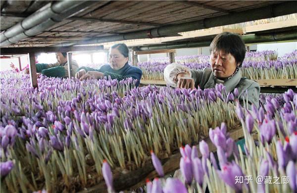 藏红花的功效与作用（藏红花真有那么好吗）-图6