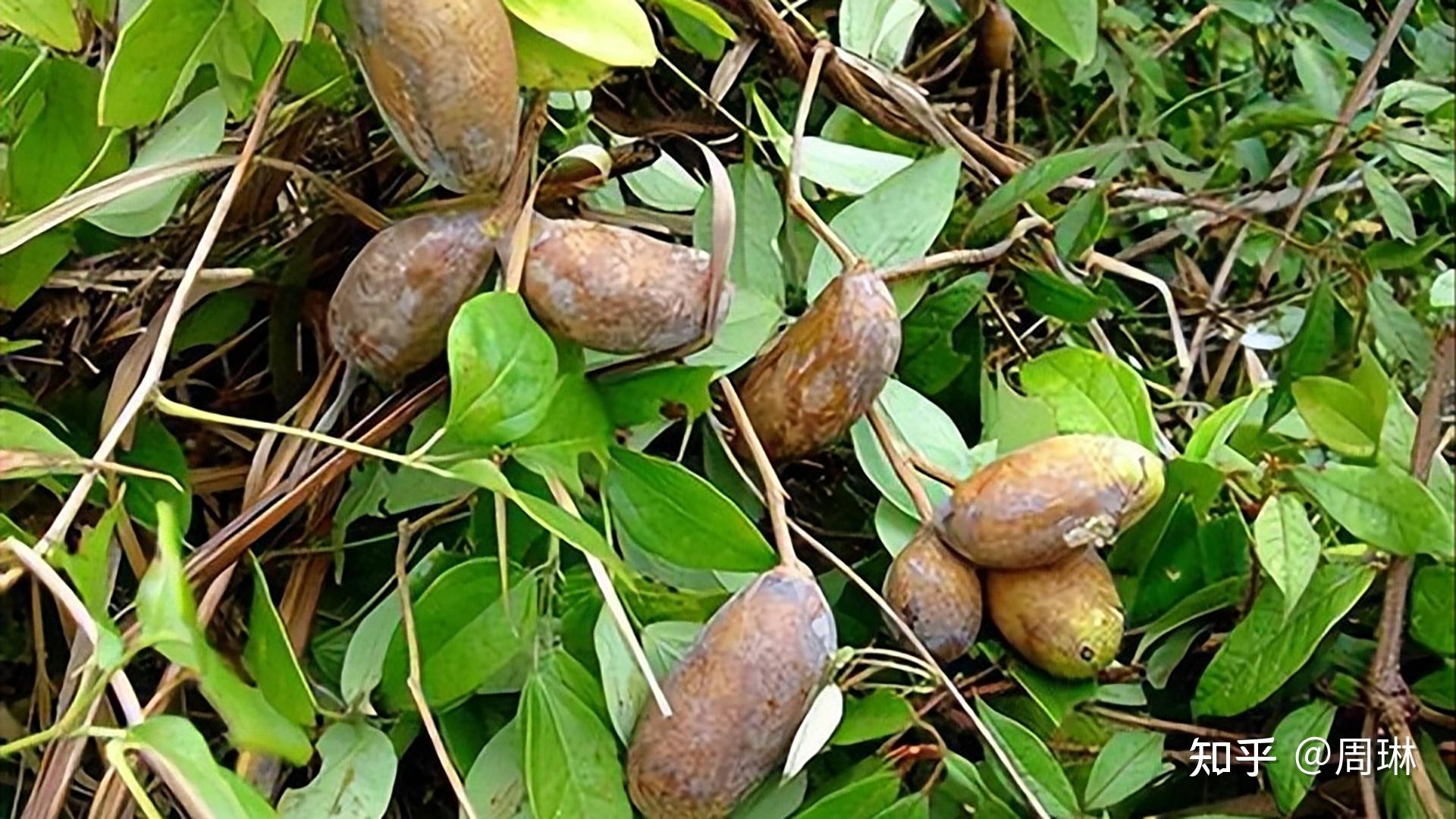 狗腰子,学名八月瓜,是八月瓜属的常绿木质藤本植物.