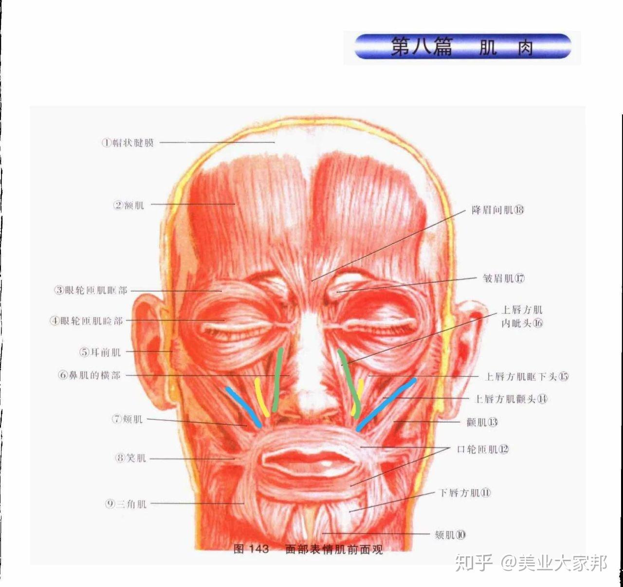 肌肉型的法令纹也是由于颧小肌,提上唇肌,提上唇鼻翼肌过度紧张收缩