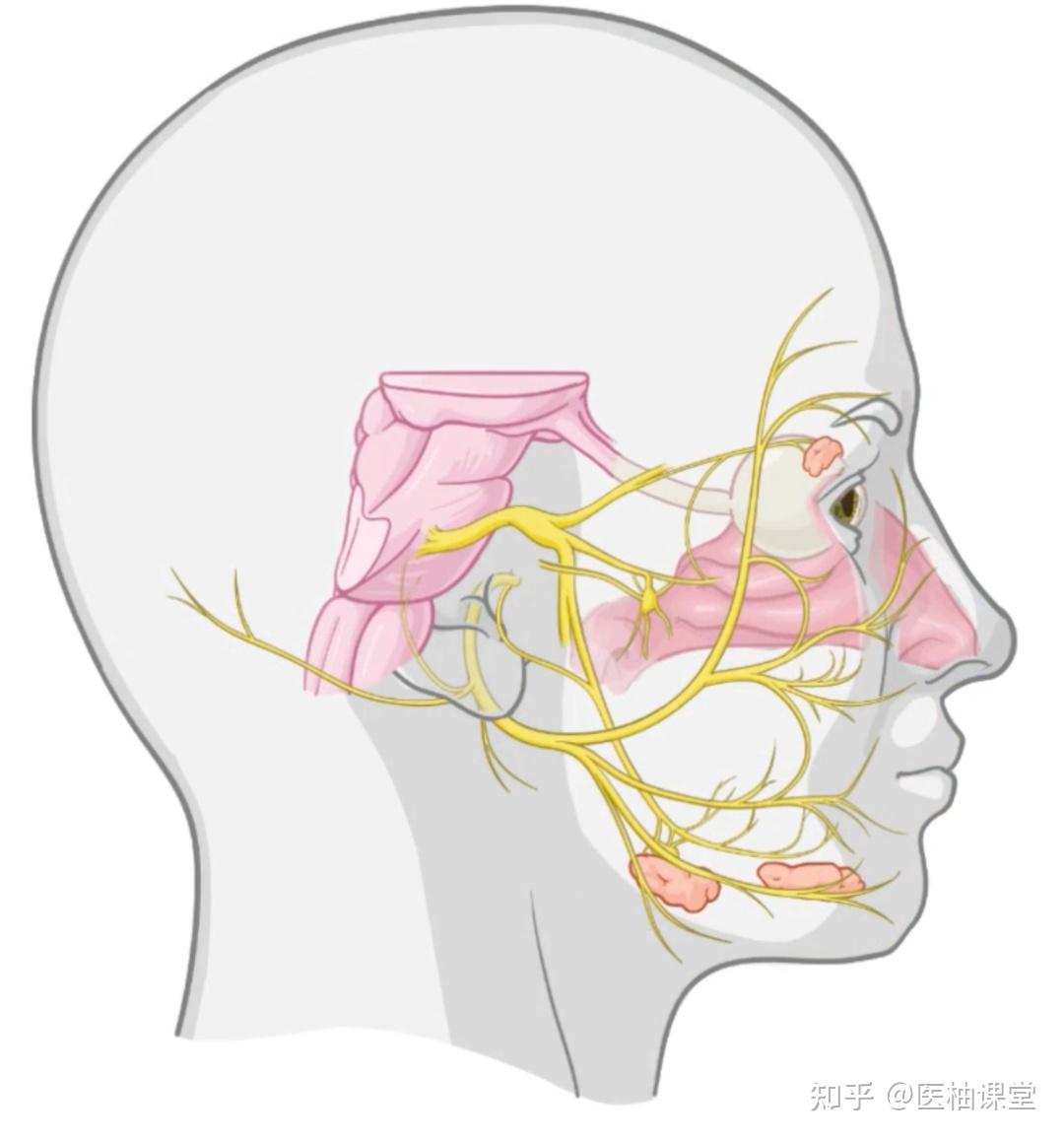 人体解剖学基础:面神经(CN VII) - 知乎