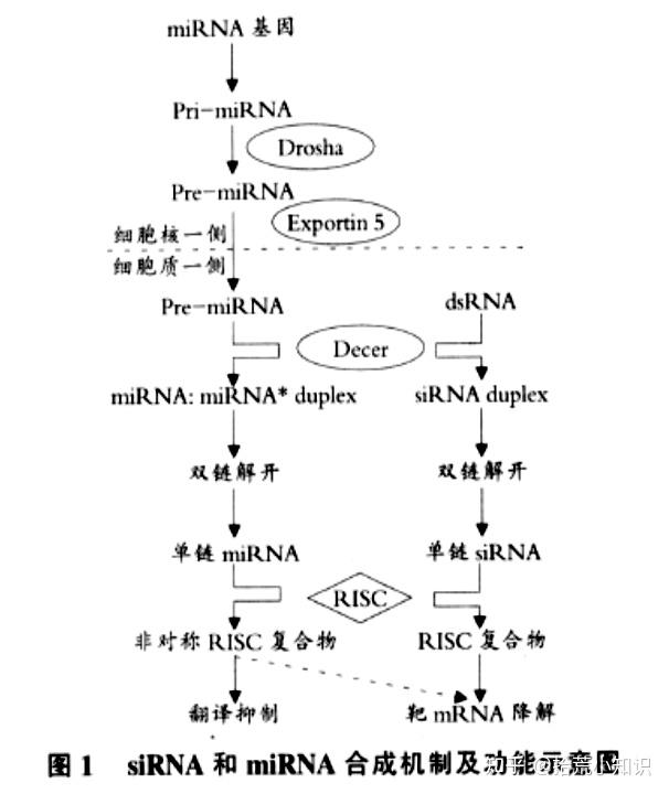 什么是microRNA？它的发现和研究进展对生物医学界有何重大意义？来一起看一看吧！ - 知乎