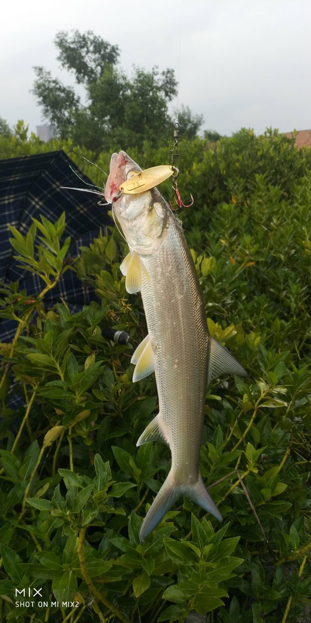 国内淡水系路亚对象鱼攻略让你轻松路获