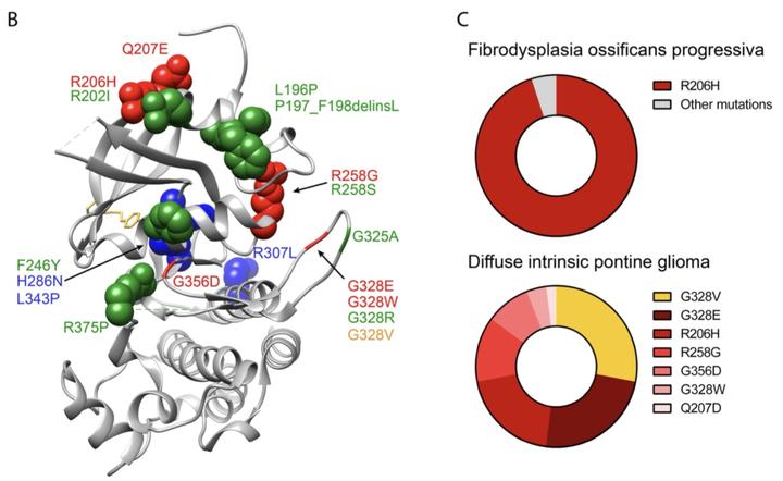 Fop Pathogenesis ACVR1在疾病与健康中发挥的作用-2 - 知乎