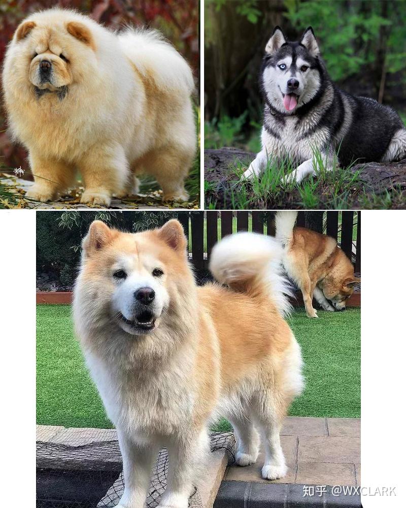 养串串狗杂交狗是什么感觉