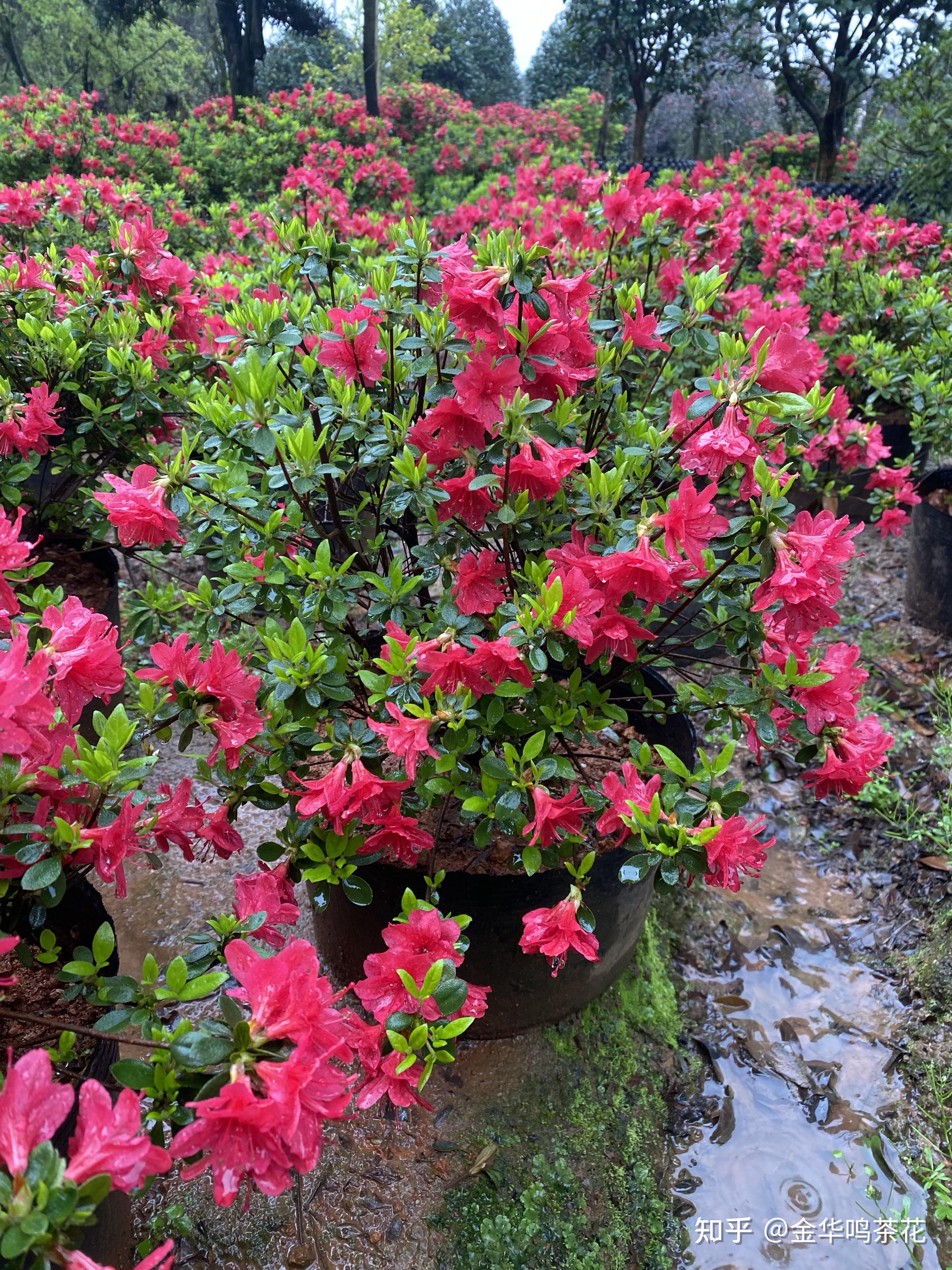 杜鹃品种万紫千红开花了