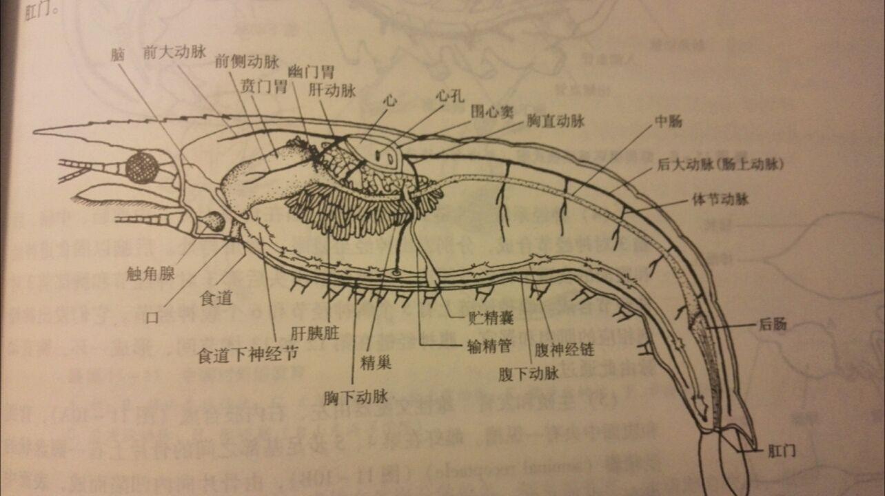 龙虾各个器官位置图图片