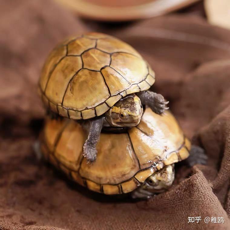 常见的宠物龟品种有哪些？ - 知乎