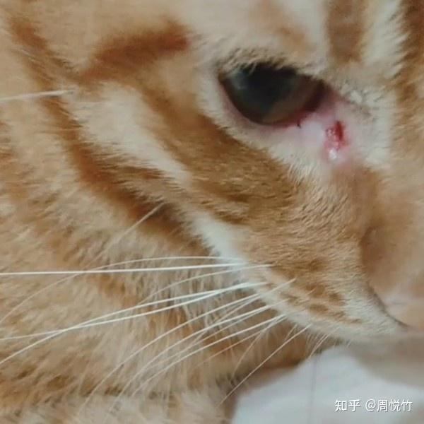 猫咪有红褐色眼屎是什么原因