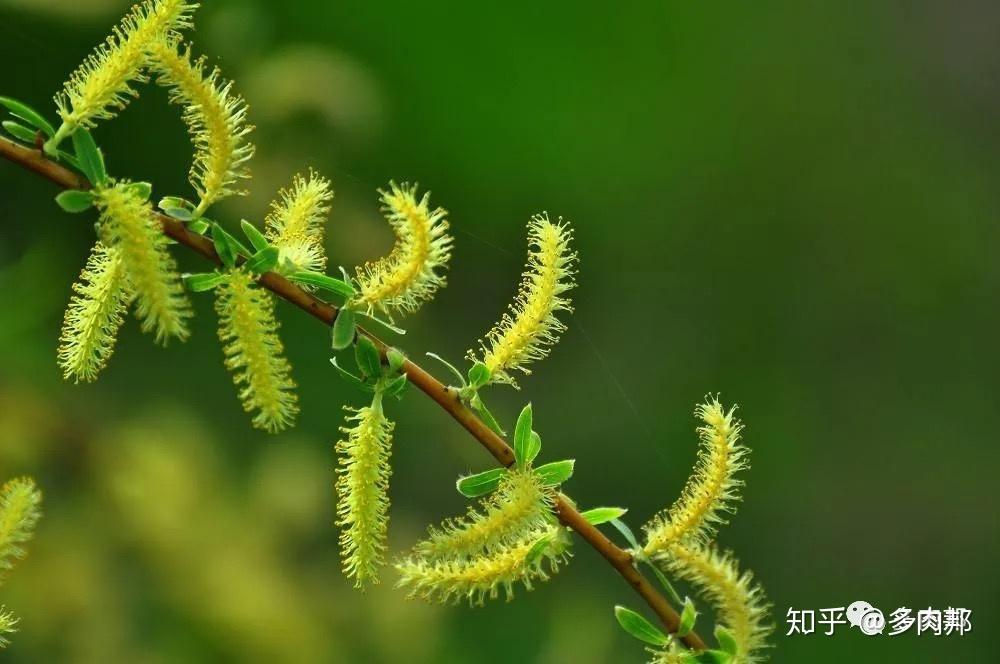 垂柳"落花依度幰,垂柳拂行轮.