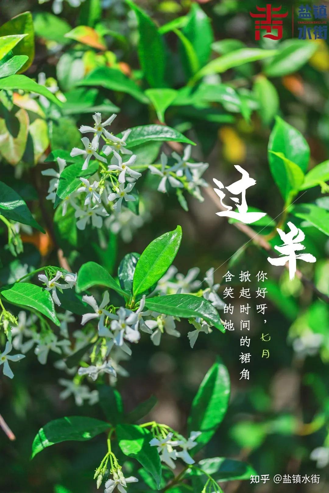 你好七月含笑间2021悄然过半