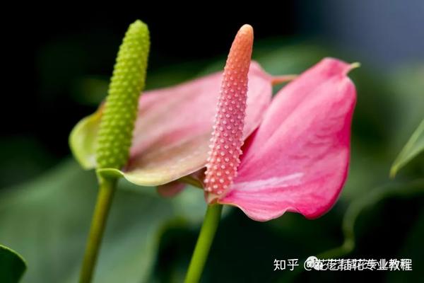 花艺教程 花卉的分类标准大全 建议收藏 知乎