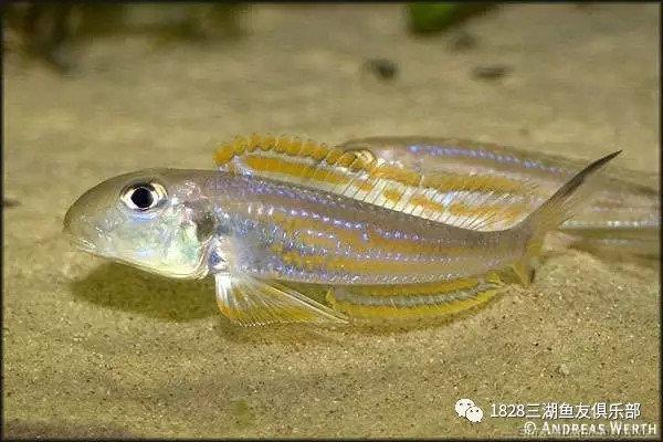 坦湖底棲魚類圖鑑大全