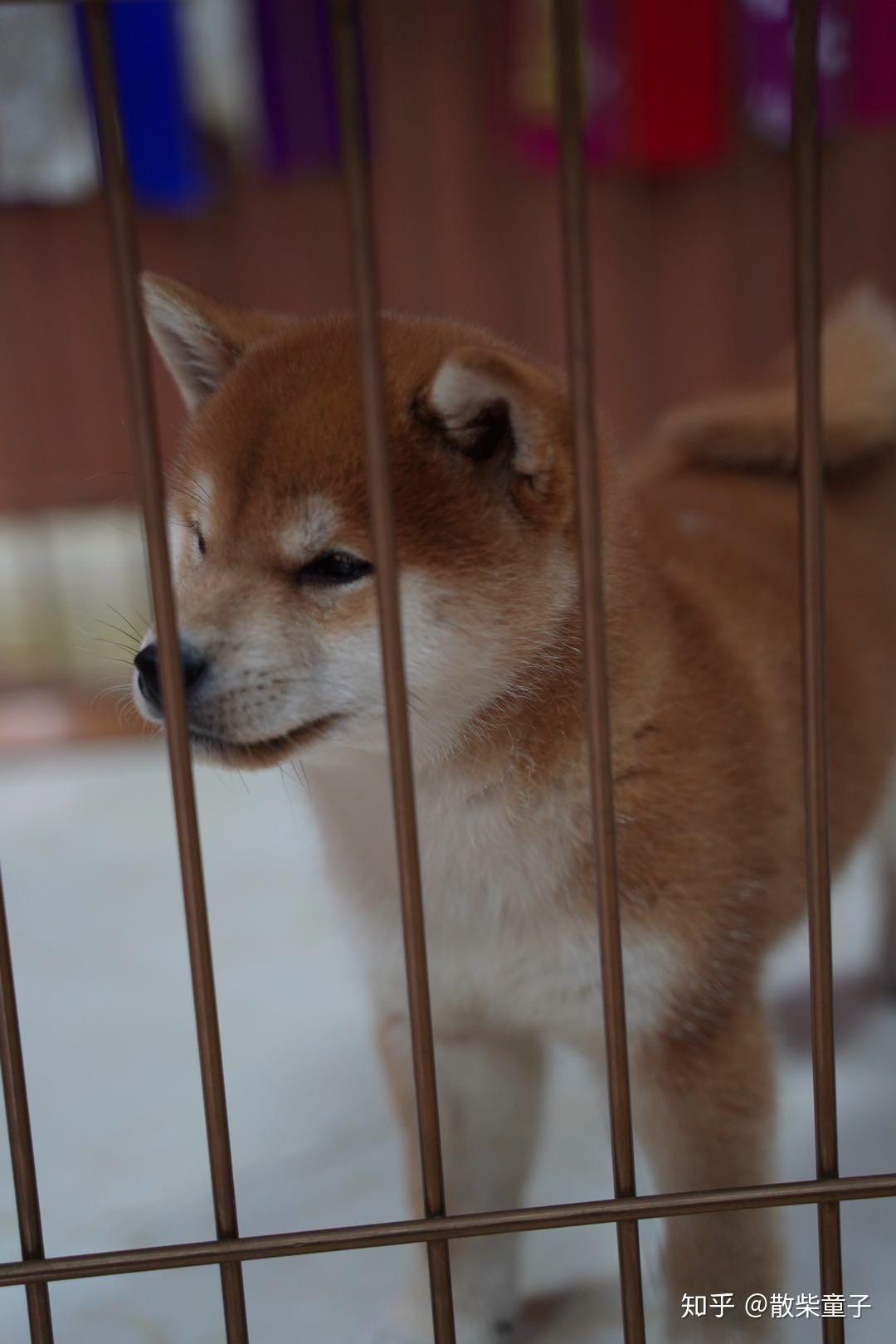 柴犬什麼時候開始爆臉2歲了還是尖嘴猴腮的柴犬正常嗎